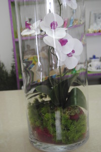 FIORIDEA_MONTERCHI_FINTI_COMPOSIZIONI_0018