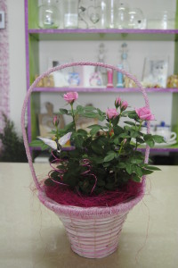 FIORIDEA_MONTERCHI_FRESCHI_COMPOSIZIONI_0004